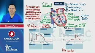 CIENCIAS BÁSICAS  Sistema Cardiovascular Fisiología [upl. by Nnahoj]