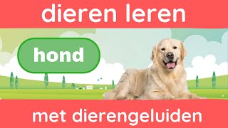 Leer Dieren met Geluiden 🦁🐶  Dierengeluiden en Namen Leren  Dutch Vocabulary amp pronunciation [upl. by Patricia]