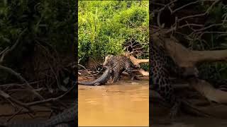 Deadly Jaguar Vs Crocodile Showdown jaguar wildlife crocodile [upl. by Narba]