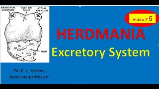 Excretory system of Herdmania [upl. by Ybab]