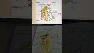 anatomy anterior triangles of the neck [upl. by Garap]