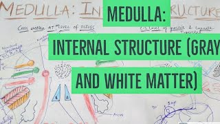 MEDULLA OBLONGATA  INTERNAL STRUCTURE  Neuroanatomy [upl. by Jamnis777]