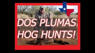 Wild Hog Hunting in TEXAS  Dos Plumas Hunting Ranch [upl. by Danas]