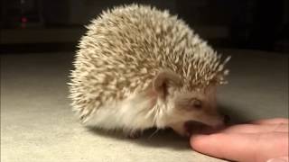 Two Hedgehog Bite Attacks In Slow Motion [upl. by Yzdnil]