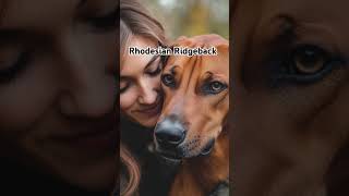 Rhodesian Ridgeback rhodesianridgeback dogs dogbreed [upl. by Eel]