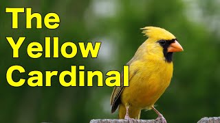 The Yellow Cardinal Explained by an Ornithologist [upl. by Aynodal]