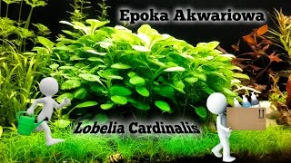 Lobelia Cardinalis Mini  epoka akwariowa [upl. by Sherman]