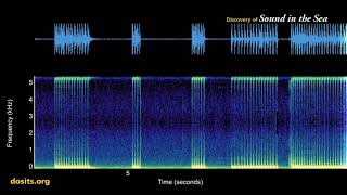 Atlantic Croaker Sounds [upl. by Siloam835]