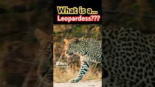 Leopardess Defined Understanding the Female Leopard  Wildlife Vocabulary [upl. by Kiersten784]