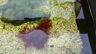 Macroalgae and Anemones growing in my System outdoors [upl. by Thibaut]