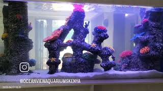 we transformed this imported aquarium into a magnificent Master piece in kenya aquarium [upl. by Ggerk]