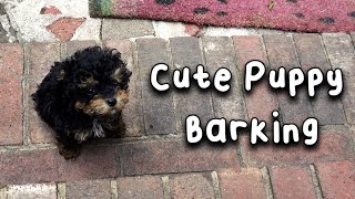 Cute Toy Poodle Puppy Barking [upl. by Martinsen]