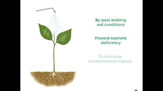 Why use foliar fertilizers [upl. by Ennairb]