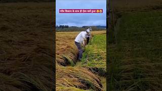 Did the farmers crop fall due to rain 😭🙏 shorts farming jugaad farmer tarika [upl. by Ginger]