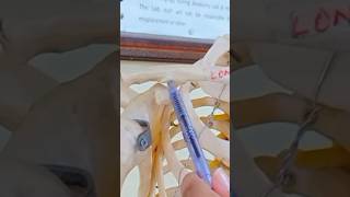 ⭐ Osteology of ClavicleUpper limbLocomotor module Explained on Clavicle Model amp Skeleton🦴 [upl. by Spenser]