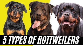 Rottweiler Types  5 Types of Rottweilers [upl. by Icram89]