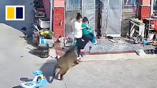 Chinese mother injured after protecting child from boar [upl. by Auqinahc]