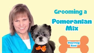 GROOMING a POMERANIAN mix in a SHORT but not too SHORT haircut A Pomeranian Shih Tzu mix [upl. by Aelber]