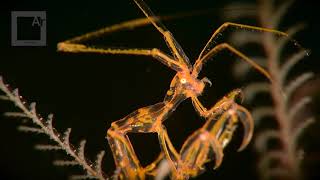 Extreme underwater macro  filming with Nauticam SMC2 4X Magnification [upl. by Emyam]