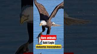 Bald Eagle Haliaeetus leucocephalus shorts [upl. by Pretrice]