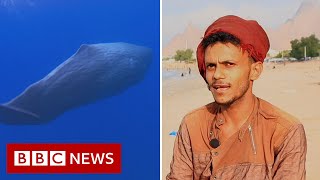 We found an 15m ambergris fortune in a sperm whales belly  BBC News [upl. by Yenahs]