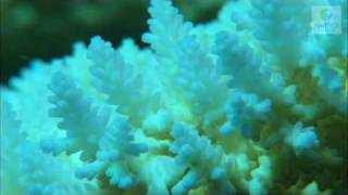 Coral Bleaching Great Barrier Reef Marine Park Authority [upl. by Pettiford217]