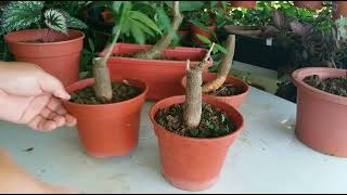 How To Grow Big Trunk Money Tree Bongsai Pachira Aquatica 粗壮发财树 [upl. by Steere]