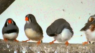 Black Cheek Zebra Finch [upl. by Libbi139]