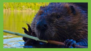 Watch ChewBarka Chew Bark … Beaver Close Up Video [upl. by Enrichetta]