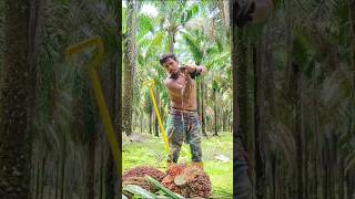 Most of the expatriates in Malaysia work in palm plantationsviralshortpalmtreemalaysiafarming [upl. by Mack]