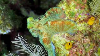 Caribbean Reef Octopus camouflage [upl. by Jarret]