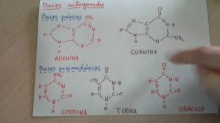 Ácido nucleico nucleotidos y bases nitrogenadas  Biología Ácidos nucleicos [upl. by Aiyekal]