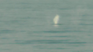 Blauwale vor Spitzbergen  Whales at Svalbard [upl. by Aibat95]