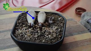 Propagating Pachyphytum Oviferum Moonstone [upl. by Ahsemrak490]