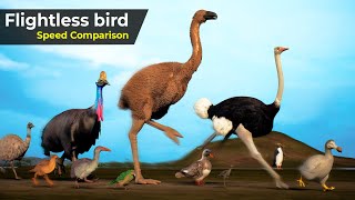 Flightless Birds Speed Comparison  Speed Comparison Birds  extinct Birds  Prehistorical birds [upl. by Marci]