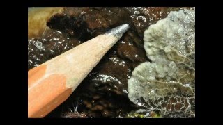 Slime mold compilation [upl. by Abbate]