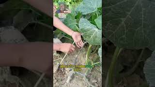 Are your pumpkins grow vines without fruits garden gardening gardening101 gardeningtips planti [upl. by Sitnik418]