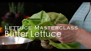 Butter Lettuce  Everything you need to know about butter lettuce [upl. by Goodill461]