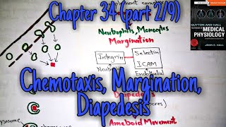 Chemotaxis margination diapedesis chapter 34 part 2 Guyton and Hall text book of physiology [upl. by Colombi]