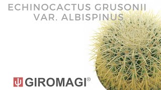 Echinocactus grusonii var albispinus [upl. by Acimak708]