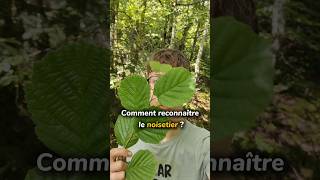 Comment reconnaître le noisetier 🌳noisetier arbres forêt naturecomestible plantessauvages [upl. by Mitchiner]