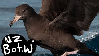 Fleshfooted shearwater  New Zealand Bird of the Week [upl. by Eldreda]