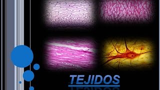 Introducción a tejidos [upl. by Pedaiah]