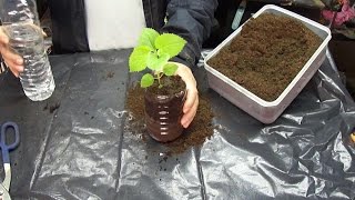 Transplant 100 days paulownia tomentosa step by step part3 [upl. by December454]