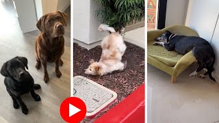 Craziest amp Funniest Dogs  Ultimate Shorts Compilation [upl. by Hewe]