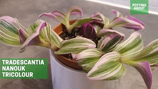 Tradescantia Nanouk Tricolour  repotting [upl. by Ettezus476]