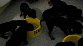 Gordonsetter Valper Video 2 [upl. by Adnwahsar]