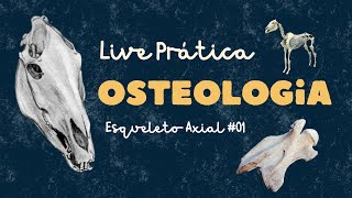 4ª Live Prática de Anatomia Descritiva I 20242 Esqueleto Axial [upl. by Aiykan]