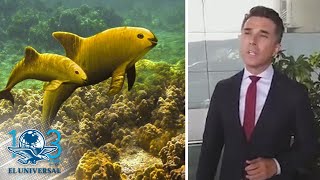 Sergio Mayer ¡lo vuelve a hacer ahora inventa la “Vaquita amarilla” [upl. by Ayaj927]