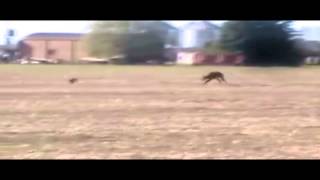 TOP5 Galgos Argentinos corriendo solos by GalguerosLoberia TV [upl. by Gerta588]